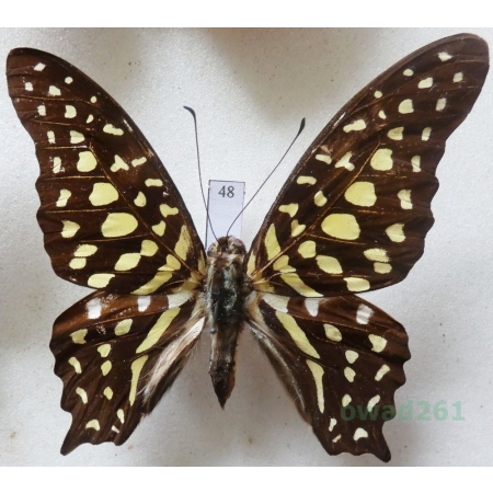 Graphium agamemnon (Linnaeus, 1758) Indonesia, Sumatra 63mm48
